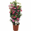 Dipladenie, Trichterblüte Spalier FloraSelf Dipladenia Mandevilla Gesamthöhe Ca. 90 Cm Ø 21 Cm Topf Rosa -Florasellf Geschaft DV 8 5939238 02 4c RO 20210610101751