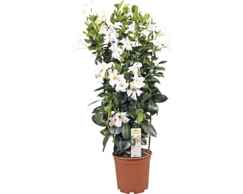 Dipladenie, Trichterblüte Spalier FloraSelf Dipladenia Mandevilla Gesamthöhe Ca. 90 Cm Ø 21 Cm Topf Weiß 3 Dipladenie, Trichterblüte Spalier FloraSelf Dipladenia Mandevilla Gesamthöhe Ca. 90 Cm Ø 21 Cm Topf Weiß
