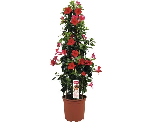 Dipladenie, Trichterblüte Pyramide FloraSelf Dipladenia Mandevilla Gesamthöhe Ca. 90 Cm Ø 21 Cm Topf Rot 3 Dipladenie, Trichterblüte Pyramide FloraSelf Dipladenia Mandevilla Gesamthöhe Ca. 90 Cm Ø 21 Cm Topf Rot