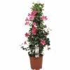 Dipladenie, Trichterblüte Pyramide FloraSelf Dipladenia Mandevilla Gesamthöhe Ca. 90 Cm Ø 21 Cm Topf Rosa