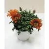 Halbstrauch-Gazanie, Mittagsgold FloraSelf Gazania Rigens Ø 18 Cm Topf -Florasellf Geschaft DV 8 5939278 02 4c CH 20181005151652
