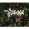 Waldrebe FloraSelf Clematis Hybride 'Princess Kate' H 50-70 Cm Co 2,3 L