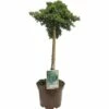 Kriechwacholder FloraSelf Juniperus Procumbens 'Nana' StH 40 Cm Co 3 L