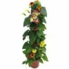 Schwarzäugige Susanne Pyramide FloraSelf Thunbergia Alata Gesamthöhe Ca. 90 Cm Ø 19 Cm Topf Dreifarbig -Florasellf Geschaft DV 8 5991097 01 4c DE 20170926211807