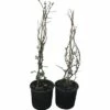Zierquitte FloraSelf Chaenomeles Superba 'Pink Lady' H 50-60 Cm Co 5 L 1 Stk. 2 Zierquitte FloraSelf Chaenomeles Superba 'Pink Lady' H 50-60 Cm Co 5 L 1 Stk. -Florasellf Geschaft DV 8 6002127 01 4c DE 20180309204556