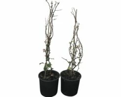 Zierquitte FloraSelf Chaenomeles Superba 'Pink Lady' H 50-60 Cm Co 5 L 1 Stk.