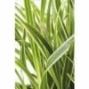 Weißbunte Segge FloraSelf Carex Oshimensis 'Everest' H 5-30 Cm T 14 Cm 2 Weißbunte Segge FloraSelf Carex Oshimensis 'Everest' H 5-30 Cm T 14 Cm -Florasellf Geschaft DV 8 6008872 02 4c DE 20210113091658 1