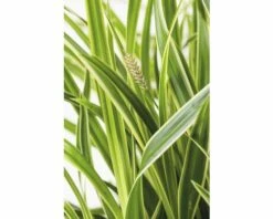 Weißbunte Segge FloraSelf Carex Oshimensis 'Everest' H 5-30 Cm T 14 Cm