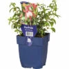 Fuchise FloraSelf Fuchsia Magellanica 'Patio Princess' H 5-30 Cm Co 0,5 L 1 Fuchise FloraSelf Fuchsia Magellanica 'Patio Princess' H 5-30 Cm Co 0,5 L -Florasellf Geschaft DV 8 6018030 01 4c DE 20220511104751