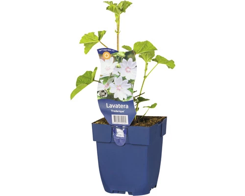 Bechermalve, Buschmalve FloraSelf Lavatera Olbia 'Frederique' H 5-40 Cm Co 0,5 L 3 Bechermalve, Buschmalve FloraSelf Lavatera Olbia 'Frederique' H 5-40 Cm Co 0,5 L