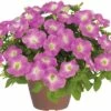 Petunie FloraSelf Petunia X Hybride 'Baroque Pink Ray' Ø 12 Cm Topf 2 Petunie FloraSelf Petunia X Hybride 'Baroque Pink Ray' Ø 12 Cm Topf -Florasellf Geschaft DV 8 6044371 01 4c DE 20190226134759