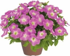 Petunie FloraSelf Petunia X Hybride 'Baroque Pink Ray' Ø 12 Cm Topf