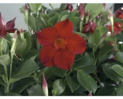 Trichterblüte FloraSelf Dipladenia Mandevilla 'Summer B Right' Ø 10,5 Cm Topf