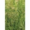 Rasen Schmiele FloraSelf Deschampsia Cespitosa H 10-100 Cm Co 3 L 1 Rasen Schmiele FloraSelf Deschampsia Cespitosa H 10-100 Cm Co 3 L -Florasellf Geschaft DV 8 6052839 01 4c DE 20180209000051
