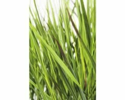 Rutenhirse FloraSelf Panicum Virgatum 'Cheyenne Sky' H 10-80 Cm Co 3 L -Florasellf Geschaft DV 8 6073276 02 4c DE 20210113111751