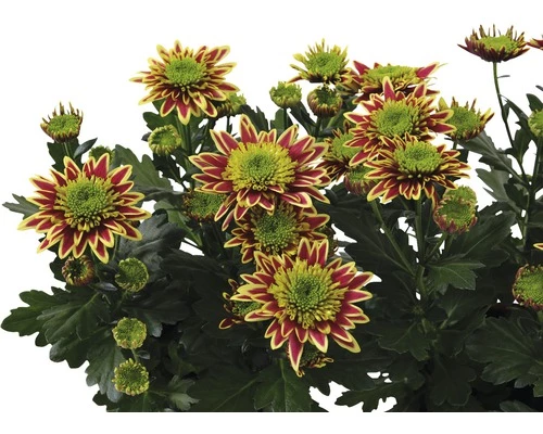 Chrysantheme FloraSelf Chrysanthemum Indicum 'Saba' Ø 12 Cm Topf 4 Chrysantheme FloraSelf Chrysanthemum Indicum 'Saba' Ø 12 Cm Topf – Bild 2