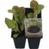 Eichblattsalat FloraSelf Bio Letuca Sativa 'Piro' Ø 6 Cm Topf 6 Stk -Florasellf Geschaft DV 8 6094328 01 4c DE 20190417211658