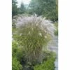 Chinaschilf 'Kleine Silberspinne' FloraSelf Miscanthus Sinensis 'Kleine Silberspinne' H 20-100 Cm Co 5 L 1 Chinaschilf 'Kleine Silberspinne' FloraSelf Miscanthus Sinensis 'Kleine Silberspinne' H 20-100 Cm Co 5 L -Florasellf Geschaft DV 8 6103253 01 4c DE 20180209001146