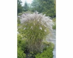 Chinaschilf 'Kleine Silberspinne' FloraSelf Miscanthus Sinensis 'Kleine Silberspinne' H 20-100 Cm Co 5 L