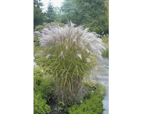 Chinaschilf 'Kleine Silberspinne' FloraSelf Miscanthus Sinensis 'Kleine Silberspinne' H 20-100 Cm Co 5 L 3 Chinaschilf 'Kleine Silberspinne' FloraSelf Miscanthus Sinensis 'Kleine Silberspinne' H 20-100 Cm Co 5 L