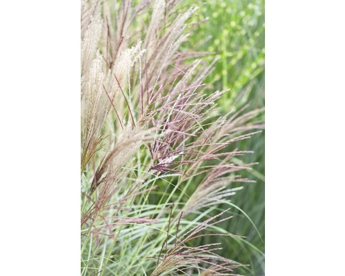 Chinaschilf 'Kleine Silberspinne' FloraSelf Miscanthus Sinensis 'Kleine Silberspinne' H 20-100 Cm Co 5 L 4 Chinaschilf 'Kleine Silberspinne' FloraSelf Miscanthus Sinensis 'Kleine Silberspinne' H 20-100 Cm Co 5 L – Bild 2