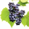 Bio Tafeltraube Kernarm FloraSelf Bio Vitis Vinifera 'Venus' H 60-100 Cm Co 3 L -Florasellf Geschaft DV 8 6119996 01 4c DE 20230427154756