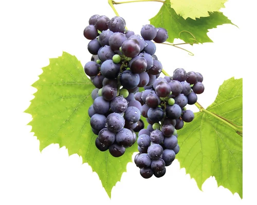 Bio Tafeltraube Kernarm FloraSelf Bio Vitis Vinifera 'Venus' H 60-100 Cm Co 3 L 3 Bio Tafeltraube Kernarm FloraSelf Bio Vitis Vinifera 'Venus' H 60-100 Cm Co 3 L