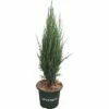 Blauer Säulenwacholder FloraSelf Juniperus Scopulorum 'Blue Arrow' H 60-80 Cm Co 6 L -Florasellf Geschaft DV 8 6144985 02 4c DE 20200314214700