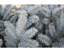 Blaue Stechfichte Stämmchen FloraSelf Picea Pungens 'Glauca Globosa' H 40 Cm Co 10 L 8 Blaue Stechfichte Stämmchen FloraSelf Picea Pungens 'Glauca Globosa' H 40 Cm Co 10 L -Florasellf Geschaft DV 8 6144987 01 4c DE 20181010121750