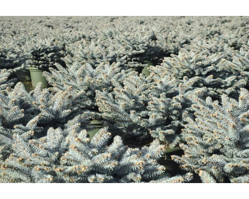 Blaue Stechfichte Stämmchen FloraSelf Picea Pungens 'Glauca Globosa' H 40 Cm Co 10 L 4 Blaue Stechfichte Stämmchen FloraSelf Picea Pungens 'Glauca Globosa' H 40 Cm Co 10 L – Bild 2