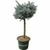 Blaue Stechfichte Stämmchen FloraSelf Picea Pungens 'Glauca Globosa' H 40 Cm Co 10 L 1 Blaue Stechfichte Stämmchen FloraSelf Picea Pungens 'Glauca Globosa' H 40 Cm Co 10 L -Florasellf Geschaft DV 8 6144987 03 4c DE 20200314214700