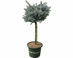 Blaue Stechfichte Stämmchen FloraSelf Picea Pungens 'Glauca Globosa' H 40 Cm Co 10 L