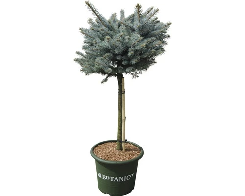 Blaue Stechfichte Stämmchen FloraSelf Picea Pungens 'Glauca Globosa' H 40 Cm Co 10 L 3 Blaue Stechfichte Stämmchen FloraSelf Picea Pungens 'Glauca Globosa' H 40 Cm Co 10 L