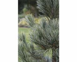 Blaue Zirbelkiefer FloraSelf Pinus Cembra 'Glauca' H 20-25 Cm Co 3,7 L 5 Blaue Zirbelkiefer FloraSelf Pinus Cembra 'Glauca' H 20-25 Cm Co 3,7 L -Florasellf Geschaft DV 8 6144997 01 4c DE 20181010121750