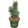 Blaue Zirbelkiefer FloraSelf Pinus Cembra 'Glauca' H 20-25 Cm Co 3,7 L -Florasellf Geschaft DV 8 6144997 02 4c DE 20200314214659
