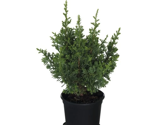 FloraSelf Scheinzypresse 'Little Spire' H 20-25 Cm, Topfgewachsener Mini Weihnachtsbaum Co 0,8 L 3 FloraSelf Scheinzypresse 'Little Spire' H 20-25 Cm, Topfgewachsener Mini Weihnachtsbaum Co 0,8 L