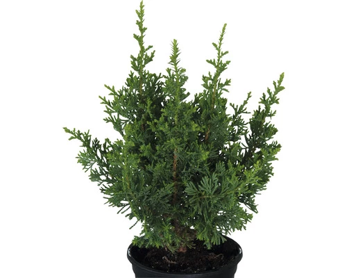 FloraSelf Scheinzypresse 'Little Spire' H 20-25 Cm, Topfgewachsener Mini Weihnachtsbaum Co 0,8 L 4 FloraSelf Scheinzypresse 'Little Spire' H 20-25 Cm, Topfgewachsener Mini Weihnachtsbaum Co 0,8 L – Bild 2