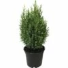 FloraSelf Scheinzypresse H 20-30 Cm, Mini Weihnachtsbaum Zur Pflanzung Geeignet Co 0,8 L