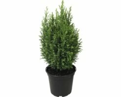 FloraSelf Scheinzypresse H 20-30 Cm, Mini Weihnachtsbaum Zur Pflanzung Geeignet Co 0,8 L