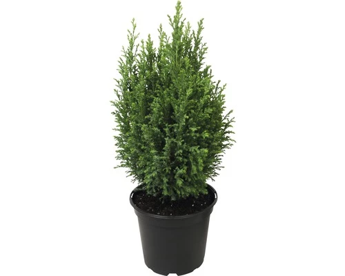 FloraSelf Scheinzypresse H 20-30 Cm, Mini Weihnachtsbaum Zur Pflanzung Geeignet Co 0,8 L 3 FloraSelf Scheinzypresse H 20-30 Cm, Mini Weihnachtsbaum Zur Pflanzung Geeignet Co 0,8 L