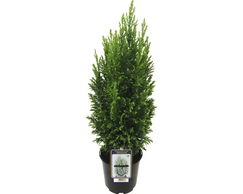 FloraSelf Scheinzypresse H 20-30 Cm, Mini Weihnachtsbaum Zur Pflanzung Geeignet Co 0,8 L 4 FloraSelf Scheinzypresse H 20-30 Cm, Mini Weihnachtsbaum Zur Pflanzung Geeignet Co 0,8 L – Bild 2