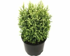 Scheinzypresse FloraSelf H 20-25 Cm, Mini Weihnachtsbaum Zur Pflanzung Geeignet Co 0,8 L