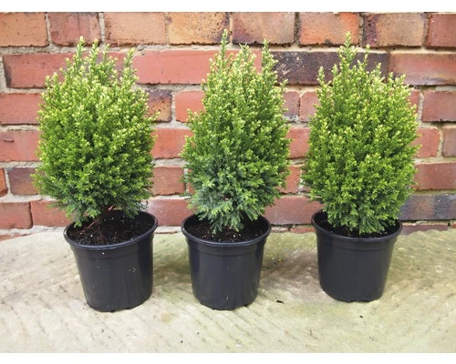 Scheinzypresse FloraSelf H 20-25 Cm, Mini Weihnachtsbaum Zur Pflanzung Geeignet Co 0,8 L 4 Scheinzypresse FloraSelf H 20-25 Cm, Mini Weihnachtsbaum Zur Pflanzung Geeignet Co 0,8 L – Bild 2