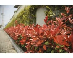 Glanzmispel FloraSelf Photinia Fraseri 'Robusta Compacta' H 50-70 Cm Co 4 L -Florasellf Geschaft DV 8 6236380 05 4c DE 20220211081756