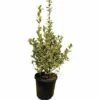 Spindelstrauch FloraSelf Euonymus Japonicus 'Bravo' H 60-80 Cm Co 10 L -Florasellf Geschaft DV 8 6236385 01 4c DE 20180208120125
