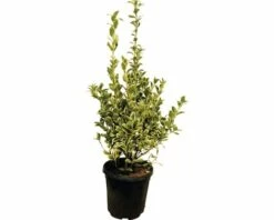 Spindelstrauch FloraSelf Euonymus Japonicus 'Bravo' H 60-80 Cm Co 10 L -Florasellf Geschaft DV 8 6236385 02 4c DE 20180208120235