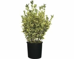 Spindelstrauch FloraSelf Euonymus Japonicus 'Bravo' H 60-80 Cm Co 10 L -Florasellf Geschaft DV 8 6236385 03 4c CH 20181022101753