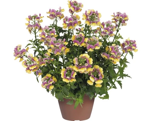 Elfenspiegel FloraSelf Nemesia X Hybride 'Nesia Banana Swirl' Ø 12 Cm Topf 3 Elfenspiegel FloraSelf Nemesia X Hybride 'Nesia Banana Swirl' Ø 12 Cm Topf