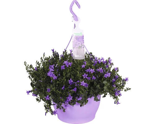 Glockenblume Ampel Floraself Campanula Portenschlagiana 'Ambella Purple' Ø 25 Cm Topf 3 Glockenblume Ampel Floraself Campanula Portenschlagiana 'Ambella Purple' Ø 25 Cm Topf