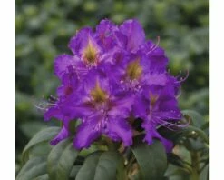 Großblumige Alpenrose FloraSelf Rhododendron Hybride Dunkellila H 40-50 Cm Co 7,5 L